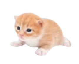 Cute Dog